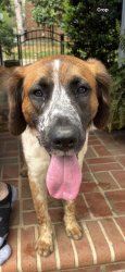 Found/Stray Male Dog last seen Providence and Winding Oak, Charlotte, NC 28270