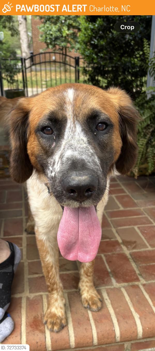 Found/Stray Male Dog last seen Providence and Winding Oak, Charlotte, NC 28270