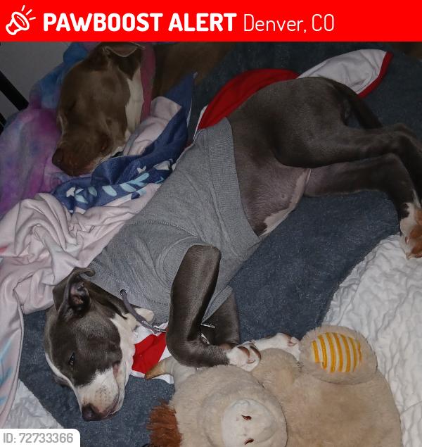 Lost Female Dog last seen 16th and zenobia , Denver, CO 80214