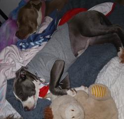 Lost Female Dog last seen 16th and zenobia , Denver, CO 80214