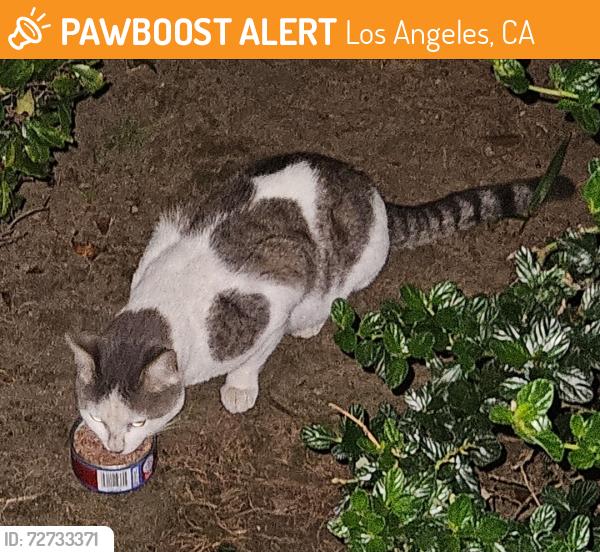 Found/Stray Unknown Cat last seen Westchester park, Los Angeles, CA 90045