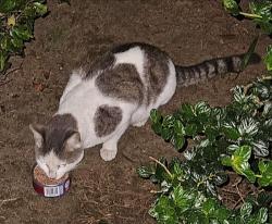 Found/Stray Unknown Cat last seen Westchester park, Los Angeles, CA 90045