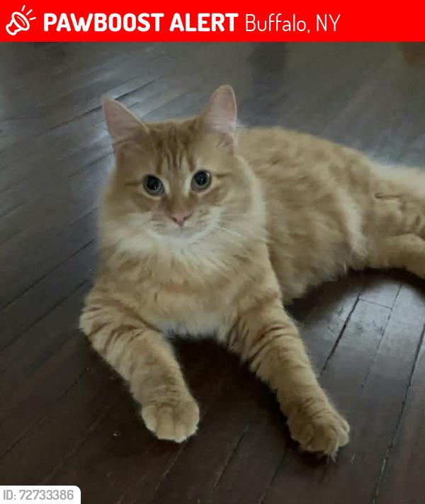 Lost Male Cat last seen Ashland ave and elmwood ave, Buffalo, NY 14222