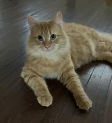 Lost Male Cat last seen Ashland ave and elmwood ave, Buffalo, NY 14222