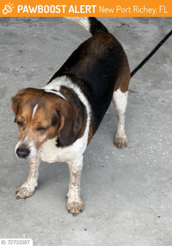 Found/Stray Male Dog last seen Magnolia Valley Dr ad Duck Lane, New Port Richey, FL 34653