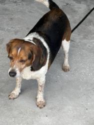 Found/Stray Male Dog last seen Magnolia Valley Dr ad Duck Lane, New Port Richey, FL 34653