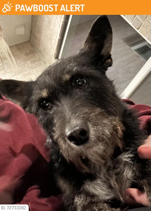 Found/Stray Male Dog last seen Hobbs R & S Jameson , Tom Green County, TX 76904