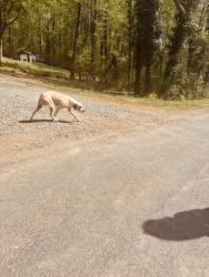 Found/Stray Female Dog last seen Riverview blvd, Davidson County, NC 27292