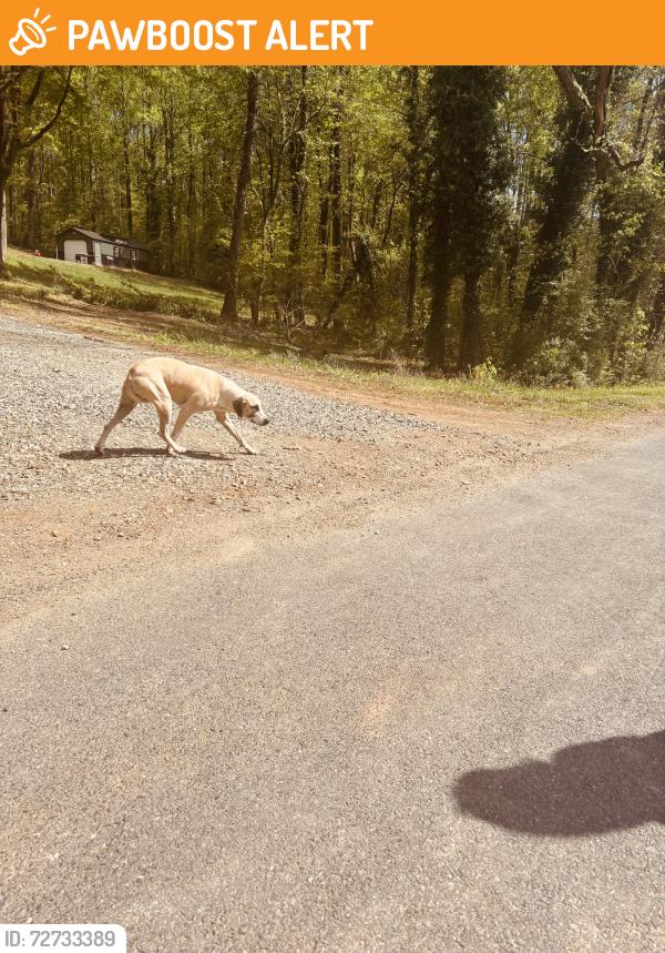 Found/Stray Female Dog last seen Riverview blvd, Davidson County, NC 27292
