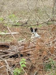 Found/Stray Unknown Dog last seen On C C Rd about a mile from Buttermilk Road, Diboll, TX 75941