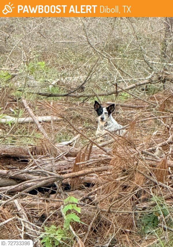 Found/Stray Unknown Dog last seen On C C Rd about a mile from Buttermilk Road, Diboll, TX 75941