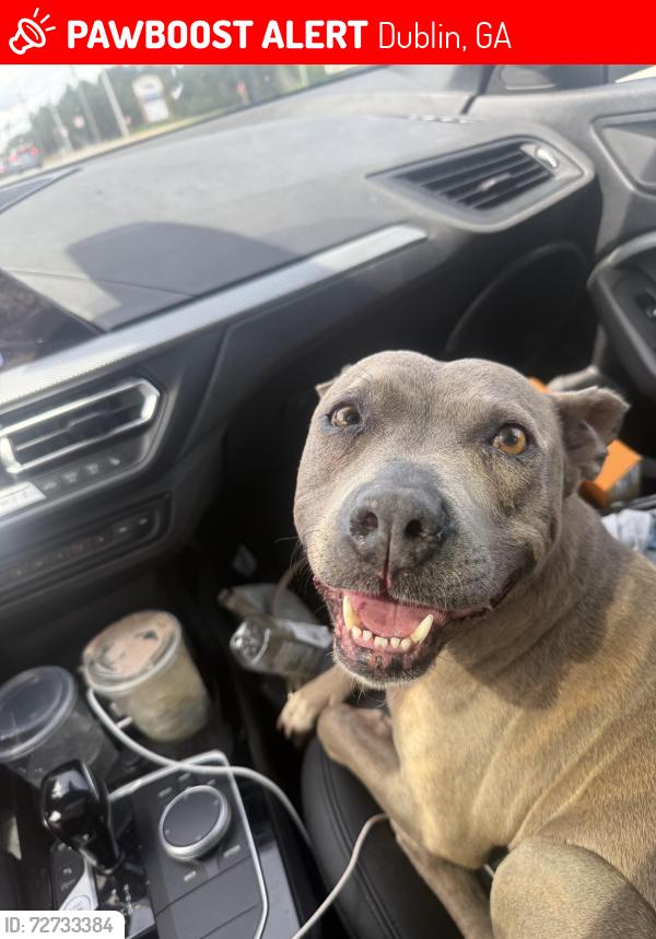 Lost Female Dog last seen Irwinton , Dublin, GA 31021