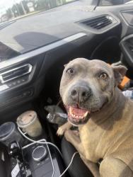 Lost Female Dog last seen Irwinton , Dublin, GA 31021
