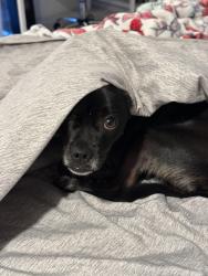 Lost Male Dog last seen Lafayette community center, Lafayette, CA 94549