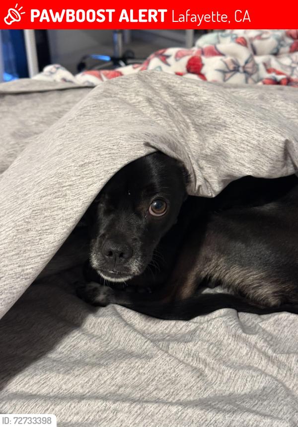 Lost Male Dog last seen Lafayette community center, Lafayette, CA 94549
