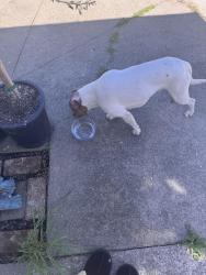 Found/Stray Male Dog last seen In my backyard but my dog is a foster and doesn’t do well with other dogs , Arden-Arcade, CA 95821