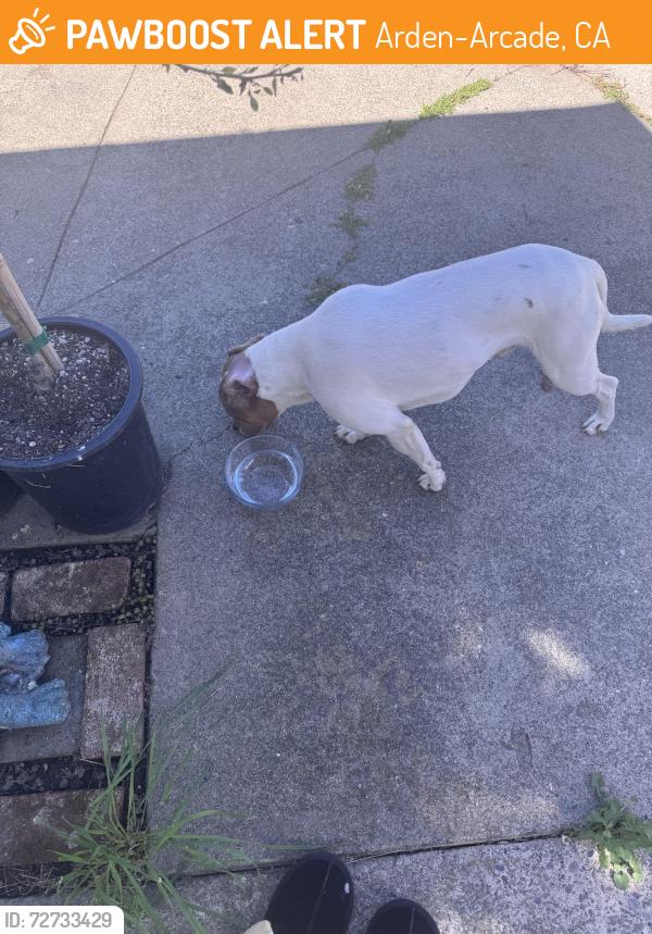 Found/Stray Male Dog last seen In my backyard but my dog is a foster and doesn’t do well with other dogs , Arden-Arcade, CA 95821