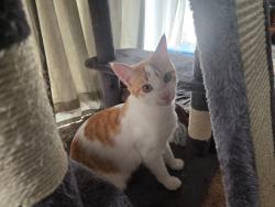Lost Male Cat last seen Arnold Avenue, Bardene, Boksburg, Boksburg, GP 1460