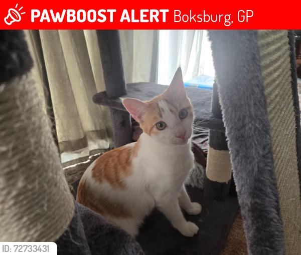 Lost Male Cat last seen Arnold Avenue, Bardene, Boksburg, Boksburg, GP 1460