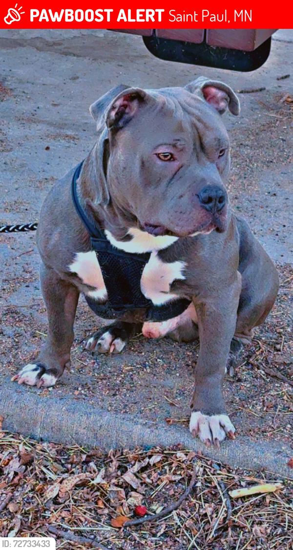 Lost Male Dog last seen York & burr st, Saint Paul, MN 55130