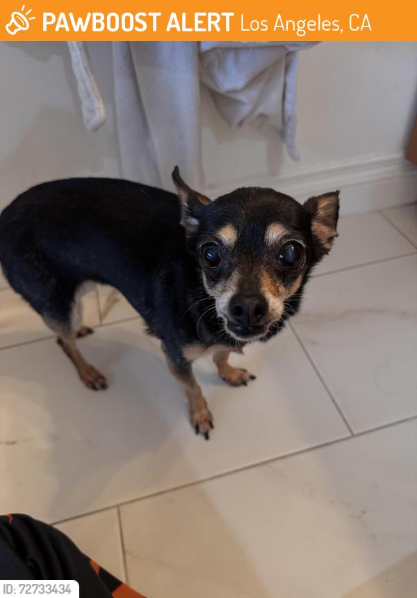 Found/Stray Female Dog last seen Chevron near little union station, Los Angeles, CA 90013