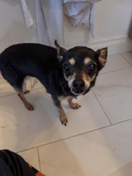 Found/Stray Female Dog last seen Chevron near little union station, Los Angeles, CA 90013