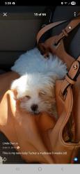 Lost Male Dog last seen Ely laundry mat is near by , Chattanooga, TN 37343