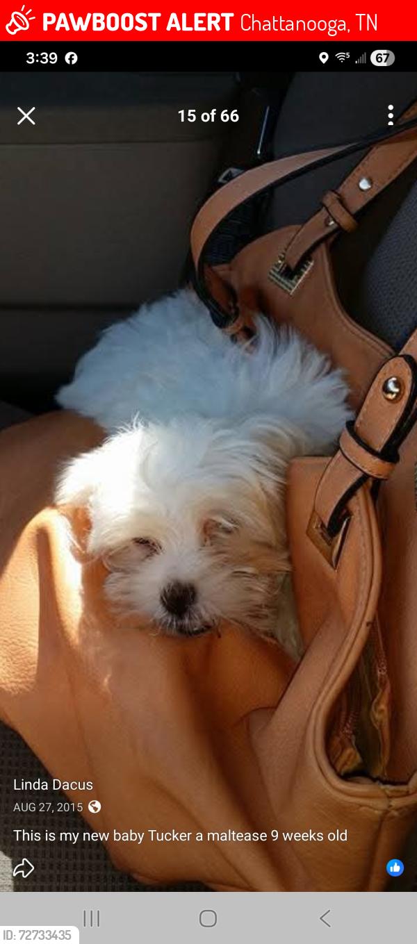 Lost Male Dog last seen Ely laundry mat is near by , Chattanooga, TN 37343