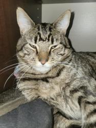 Lost Male Cat last seen Near , South Williamsport, PA 17702