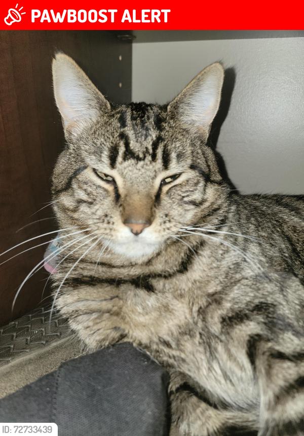 Lost Male Cat last seen Near , South Williamsport, PA 17702