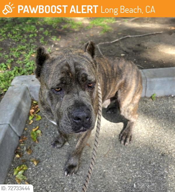 Found/Stray Female Dog last seen Camden Harbor View apmts 40 CEDAR WALK, LONG BEACH, CA 90802, Long Beach, CA 90802