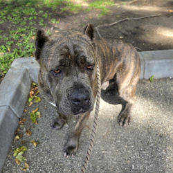Found/Stray Female Dog last seen Camden Harbor View apmts 40 CEDAR WALK, LONG BEACH, CA 90802, Long Beach, CA 90802