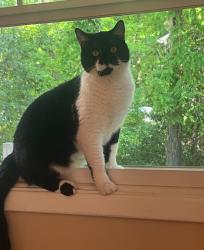 Lost Male Cat last seen Four way , Spartanburg, SC 29302