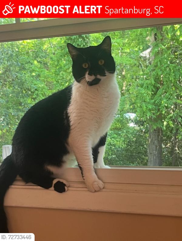 Lost Male Cat last seen Four way , Spartanburg, SC 29302