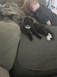 Lost Female Cat last seen Cave Creek & Bell Rd, Phoenix, AZ 85032