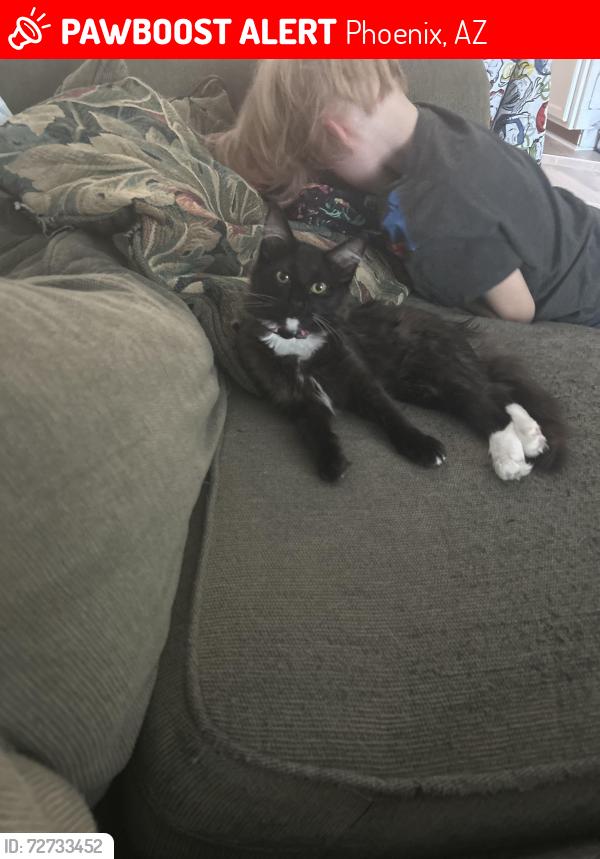 Lost Female Cat last seen Cave Creek & Bell Rd, Phoenix, AZ 85032