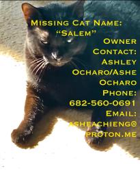 Lost Female Cat last seen Near Bluebonnet Trail Townhomes (Zip Code: 76001), Arlington, TX 76017