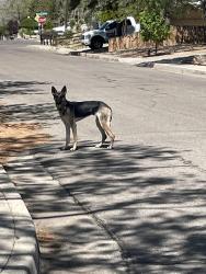 Found/Stray Female Dog last seen Near Chelwood park , Albuquerque, NM 87112