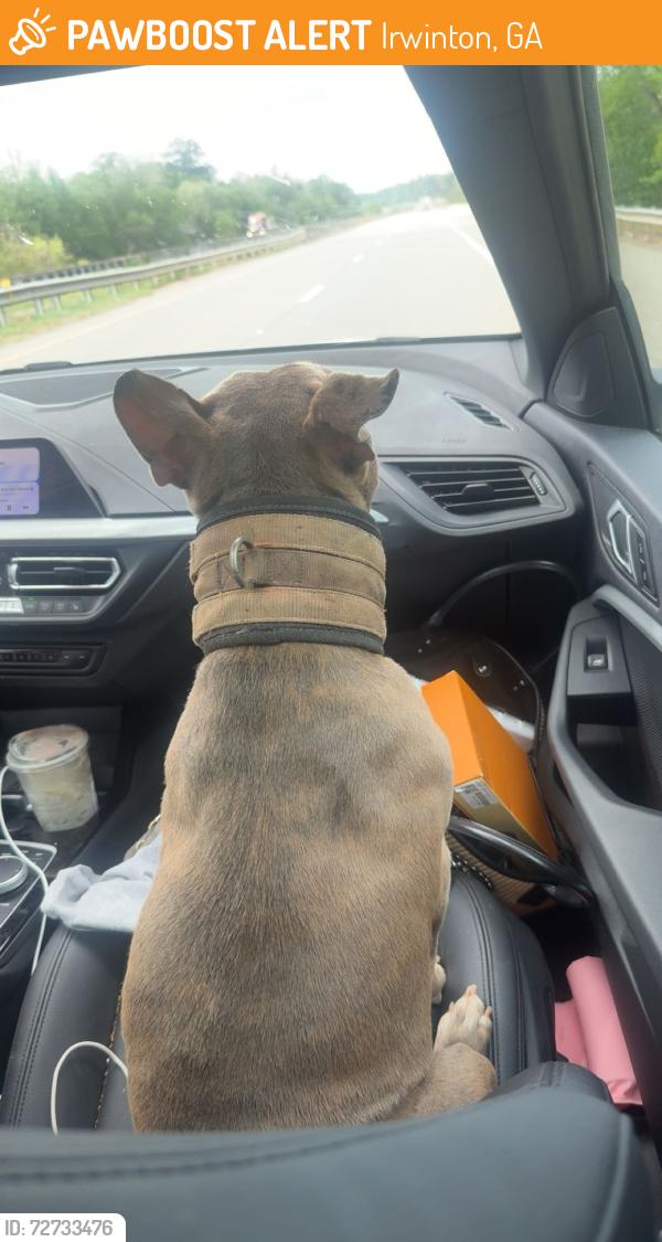 Found/Stray Female Dog last seen Irwinton ga, Irwinton, GA 31042