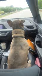 Found/Stray Female Dog last seen Irwinton ga, Irwinton, GA 31042