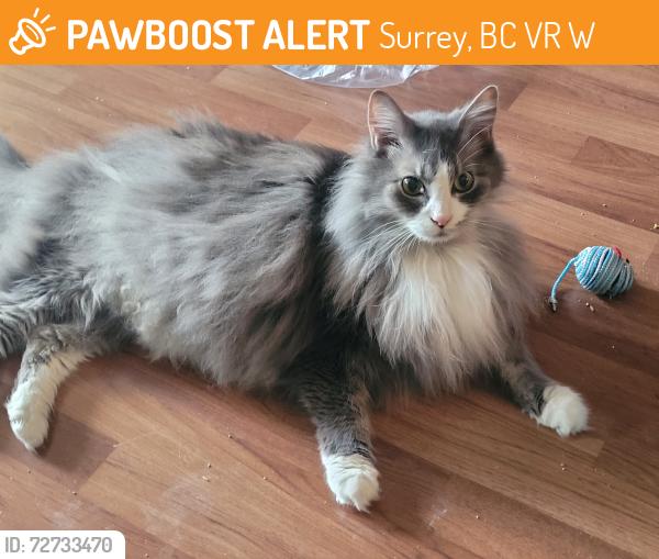 Found/Stray Female Cat last seen Near ave 149 st, Surrey, BC V3R 7W7