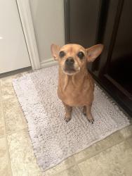 Found/Stray Female Dog last seen Near Cold River Drive Humble, TX, Humble, TX 77396