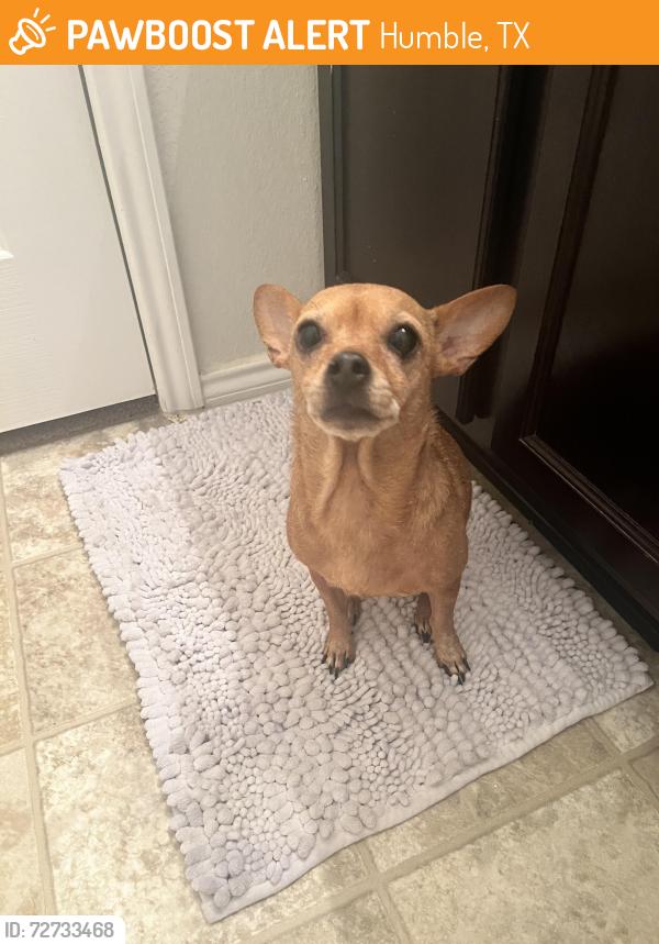 Found/Stray Female Dog last seen Near Cold River Drive Humble, TX, Humble, TX 77396