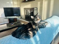Lost Male Cat last seen Brookwood Drive and Brookwood Circle Edgewood, KY, Edgewood, KY 41017