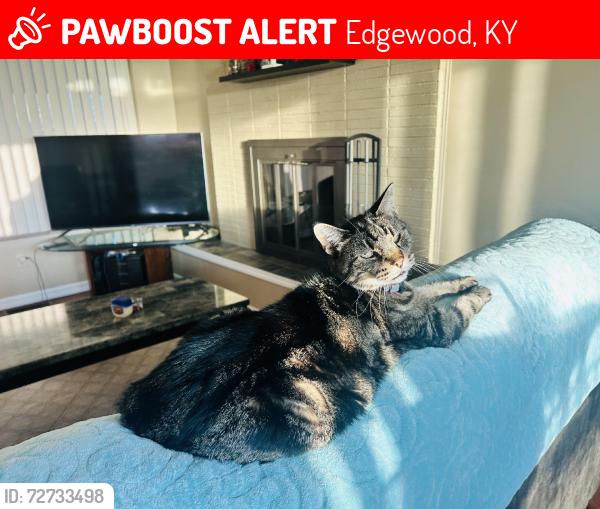 Lost Male Cat last seen Brookwood Drive and Brookwood Circle Edgewood, KY, Edgewood, KY 41017