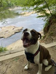 Lost Female Dog last seen Walnut drive and sandlewood, Fayetteville, NC 28304