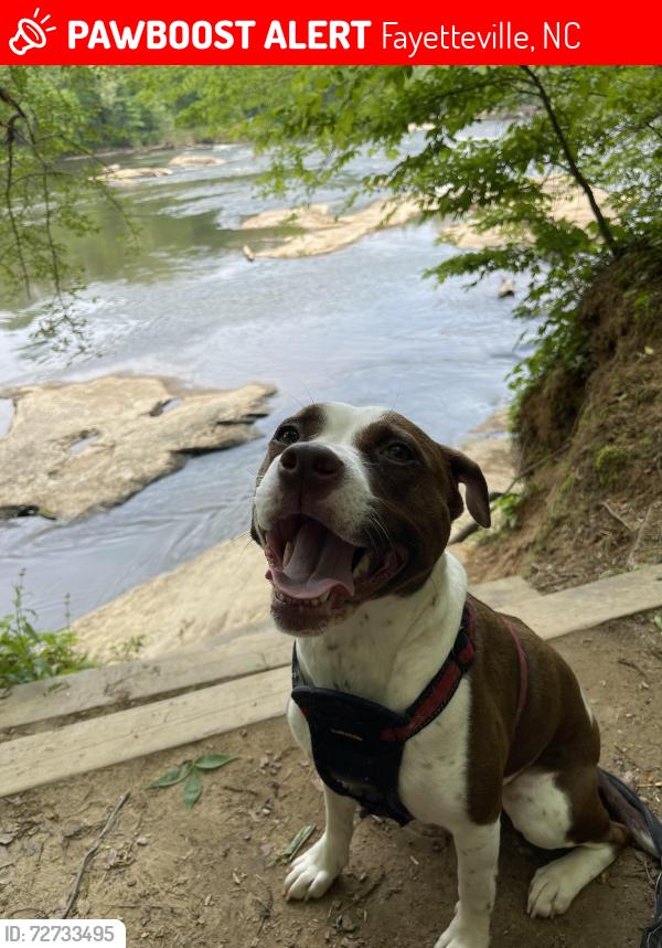 Lost Female Dog last seen Walnut drive and sandlewood, Fayetteville, NC 28304