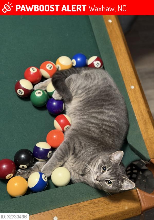 Lost Male Cat last seen State line - Highway 75 , Waxhaw, NC 28173