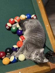 Lost Male Cat last seen State line - Highway 75 , Waxhaw, NC 28173