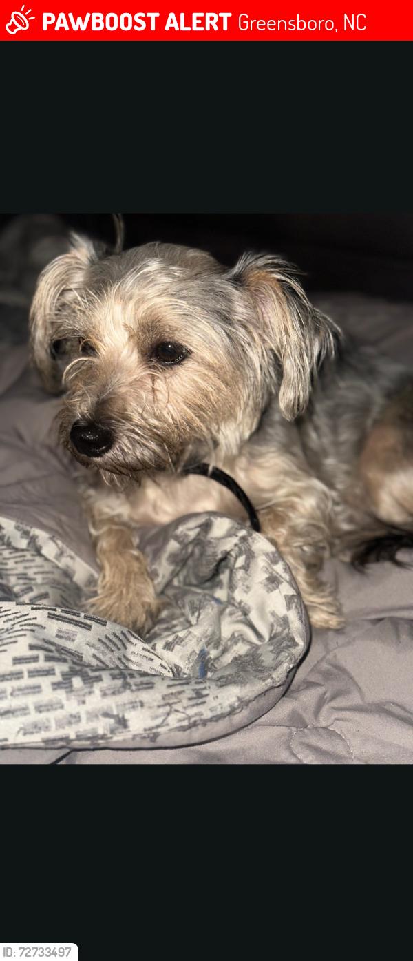Lost Male Dog last seen Buckingham Church road, Greensboro, NC 27405